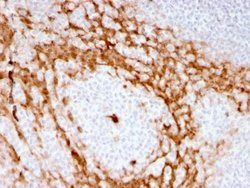G-CSF Antibody (CSF3/3166R) - Azide and BSA Free, Novus Biologicals 100
